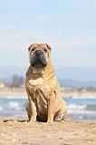 SHAR-PEI 747